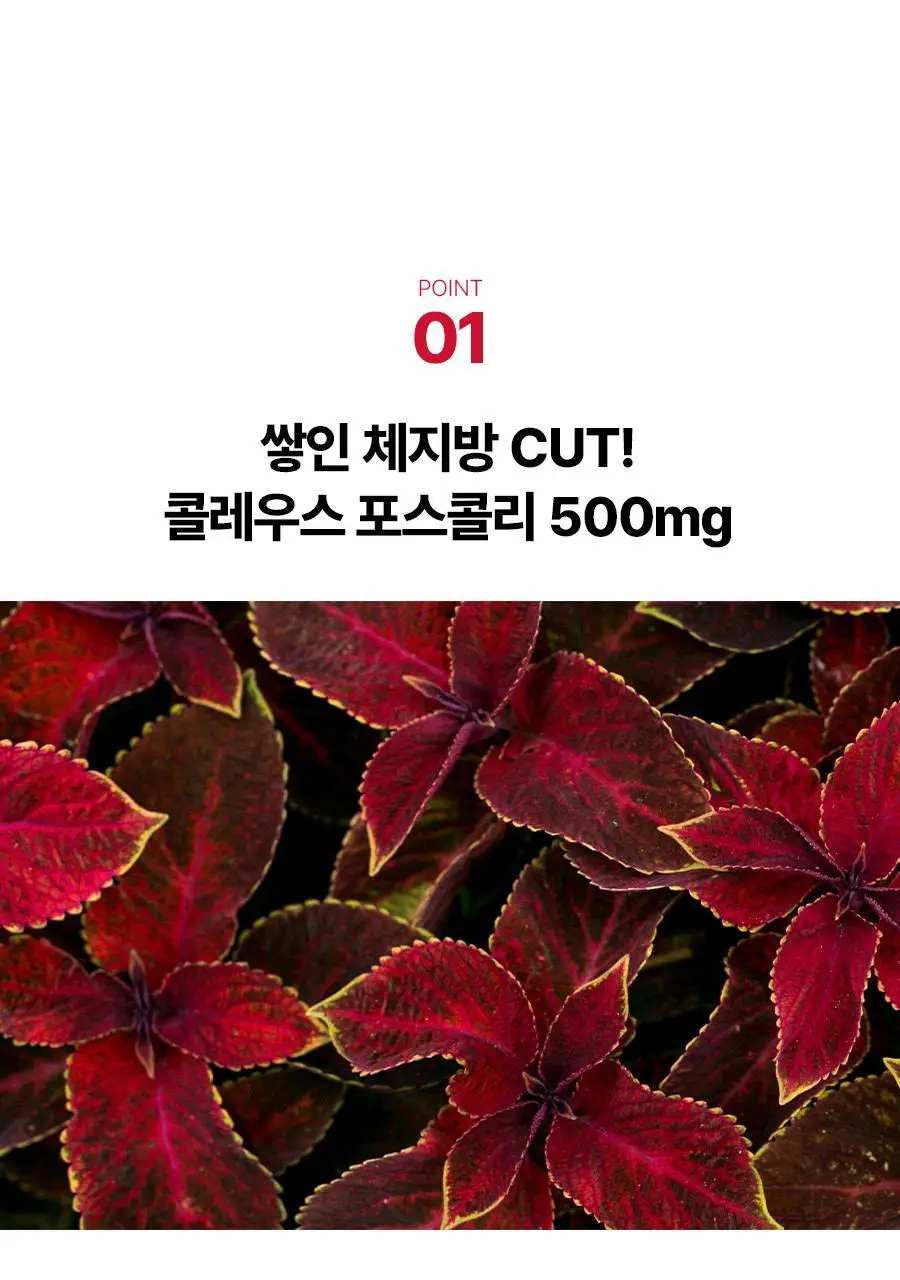 [서현PICK] 콜레올로지 PRO 600mg*60정 (1개월분) 상세페이지 18